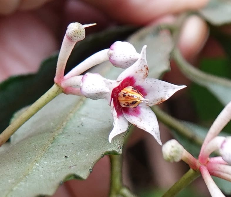 Ardisia virens, D. Boufford 44152--China. Yunnan. Bam Po village. 5 May 2018. DSC02406 (235).JPG