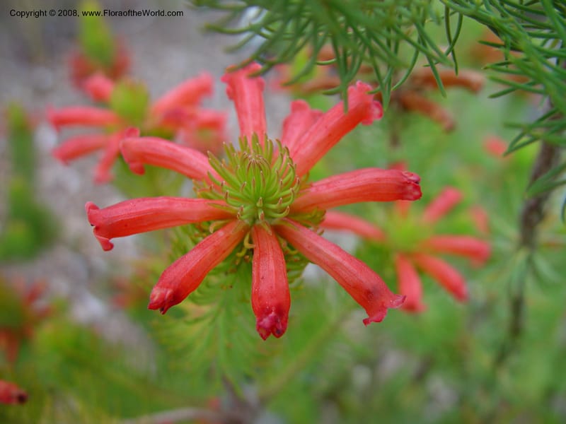 Erica longifolia. 96.0040--CA. UC Berkeley Bot. Gard.  11 Feb 03. 095.jpg