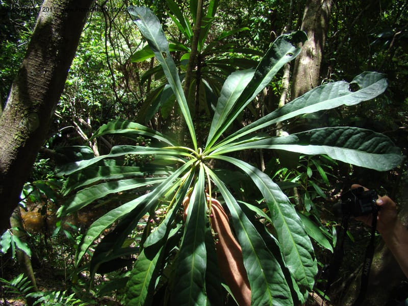 Phelline dumbeensis,  Barriera, G 131102-12--New Caledonia, Prov N, Les Trois Creeks,  13 Nov 2007, 054 (7).jpg