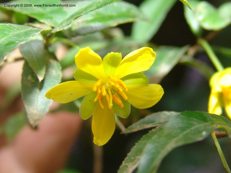 Ochna gomphostigma--So.Africa. Mpumal. Moodie Mts.  18 Mch 05. 269.jpg