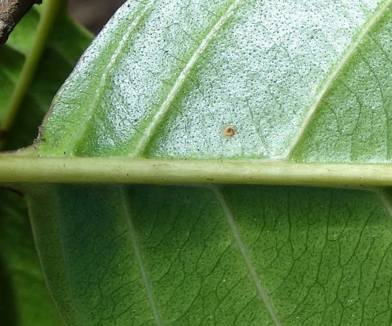 Tetracera billardieri, Lowry, P 7392--New Caledonia. Nehoue Forest. 17 Nov 2015. DSC03041 (365).JPG