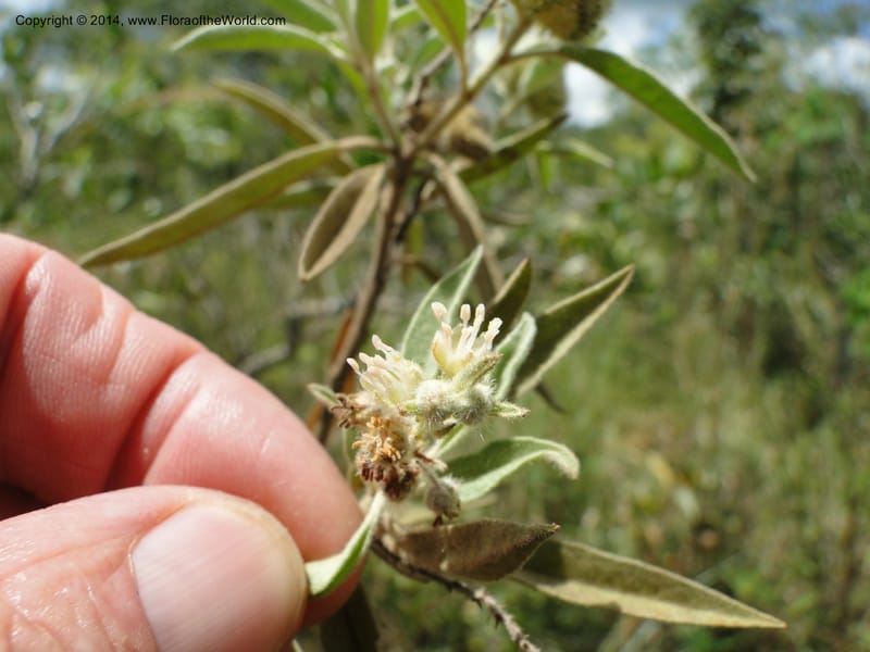 Croton, Stevens,  W. D 31106, Cerro Cora, 16 Mar 2011 1790 (5).JPG