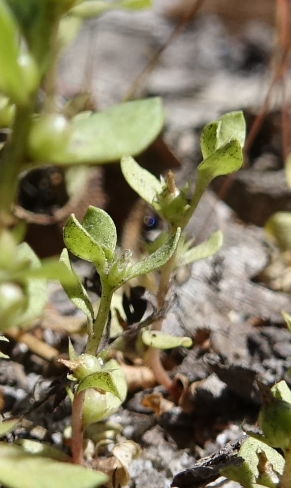 Lysimachia minima, Davidson, C 13325--Australia. Qld. Jacob's Well. 16 Oct 2016. DSC02498 (4).JPG