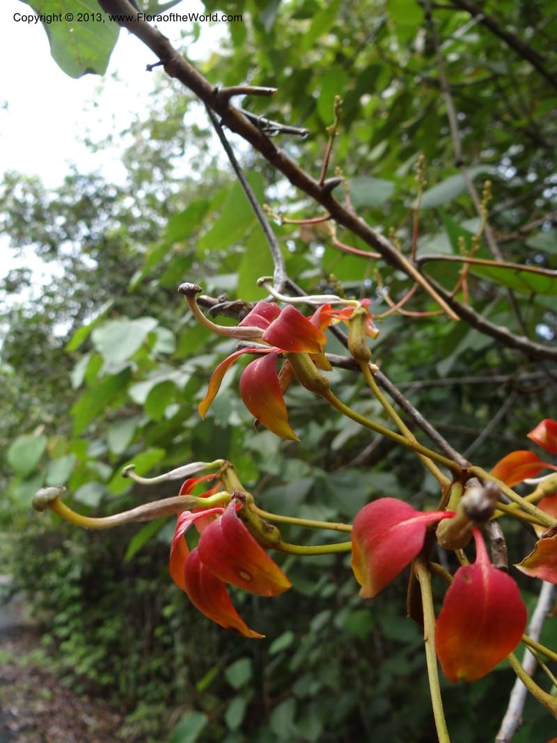 Bauhinia kockiana, SAN.153247--Malaysia, Sabah. Tawai For. Res. 9 Apr 2012. DSC07890 (9).JPG