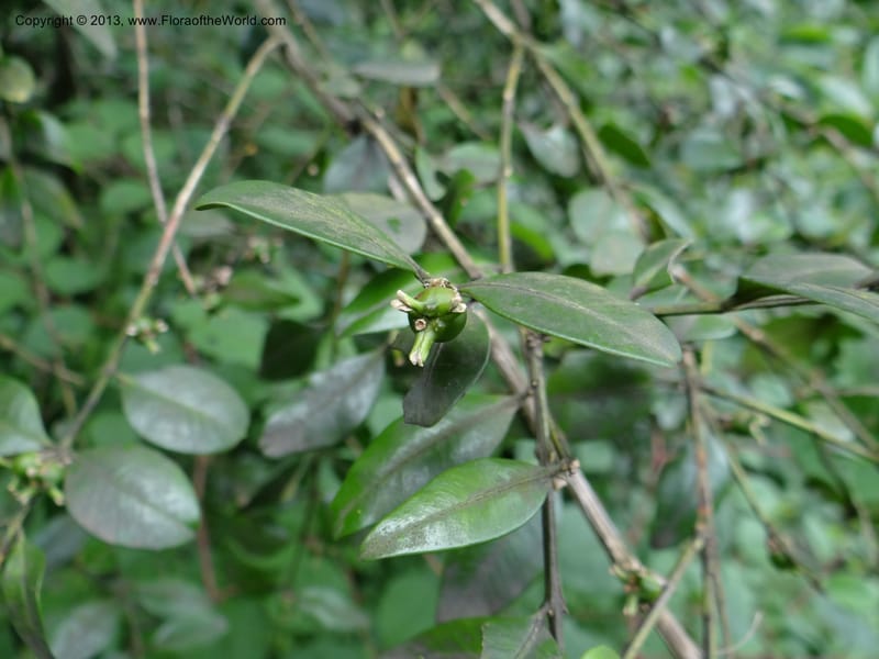 Buxus sinica var. aemulans, Davidson, C 12044--China. Anhui Prov. Huang Shan. 8 Jun 2012. DSC02431 (139).JPG