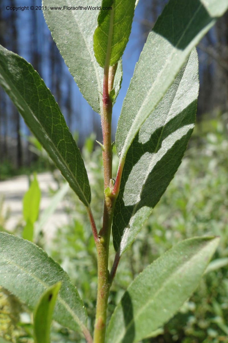 Salix, Davidson, C 11870--Idaho. Idaho Co. Warren Wagon Rd. 8 July 2011. 074 (16).jpg