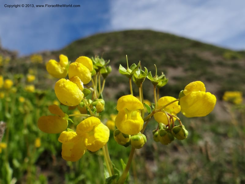Calceolaria biflora, WDS 34183--Chile. Cta. 115. La Laguna. 22 Feb 2013. DSC02595 (116).JPG