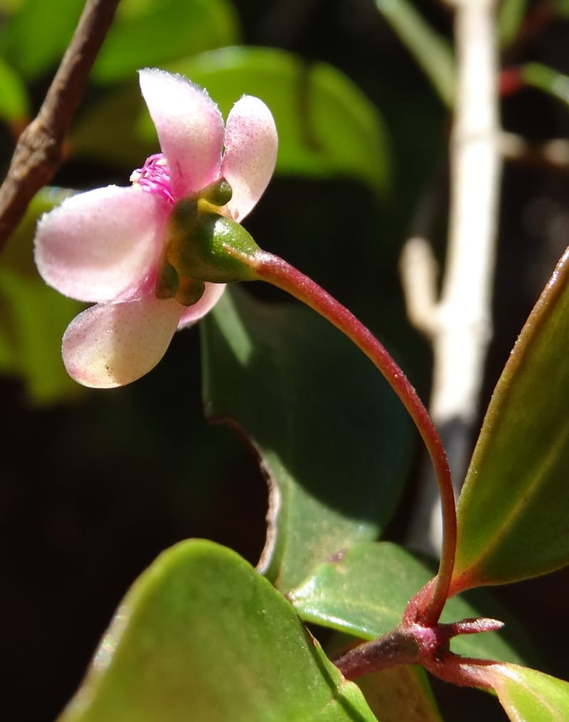 Archirhodomyrtus, Callmander, M 1272--New Caledonia. PinPin. 20 Nov 2015. DSC03938 (233).JPG