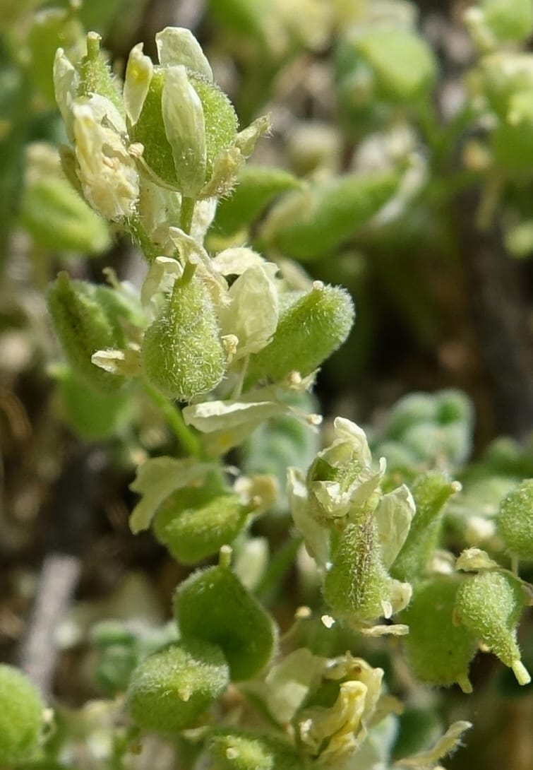 Draba argyraea, C. Davidson 13711--ID. Boise Co. Scott Mtn. L.O. rd. 15 July 2017. DSC03279 (85).JPG