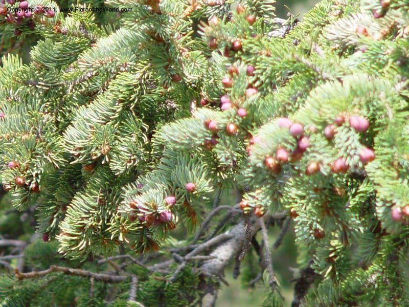 Picea pungens--AZ. Coconino Co. San Francisco Pk. 7 Jun 03. 054.jpg