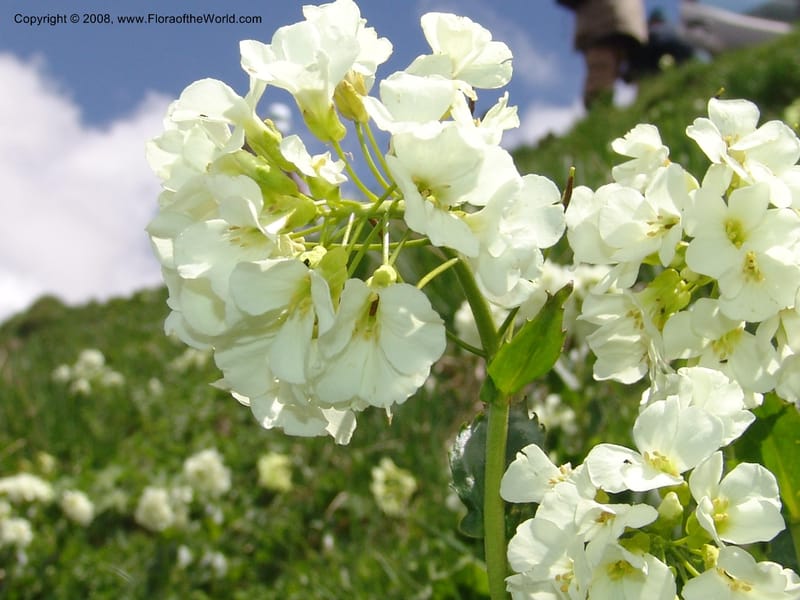 Arabis brachycarpa--Georgia. Vic. of Tskhrats'karo Pass. 7 Jun 05. 220.jpg