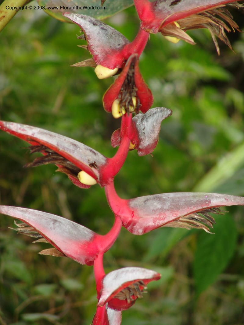 Heliconia griggsiana, Croat94560--Ecuador. Prov. Pichincha. Tandayapa-Nono. 13 Feb 05. 151.jpg