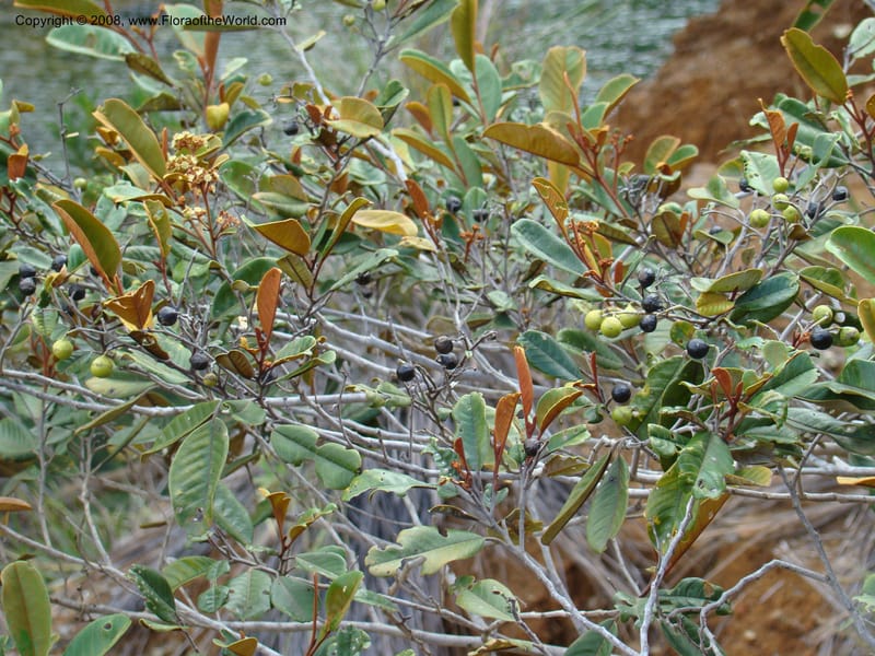 Alphitonia neocaledonica, JMunzinger4890--New Caledonia. Tontouta R.jct Kalouehola R. 21 Nov 07. 134.jpg