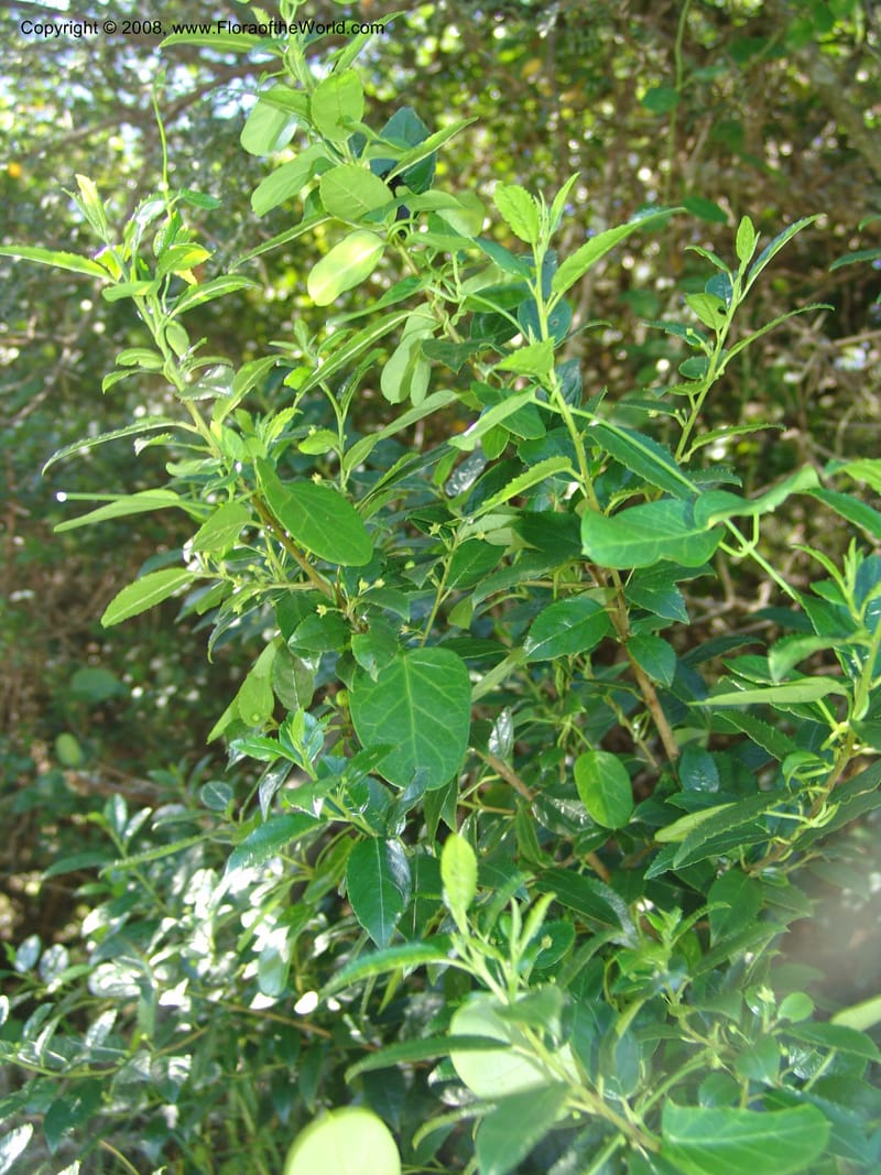 Rhamnus prinoides--So.Africa. E. Cape. Maitland Nat.Res. 5 Mch 05. 221.jpg