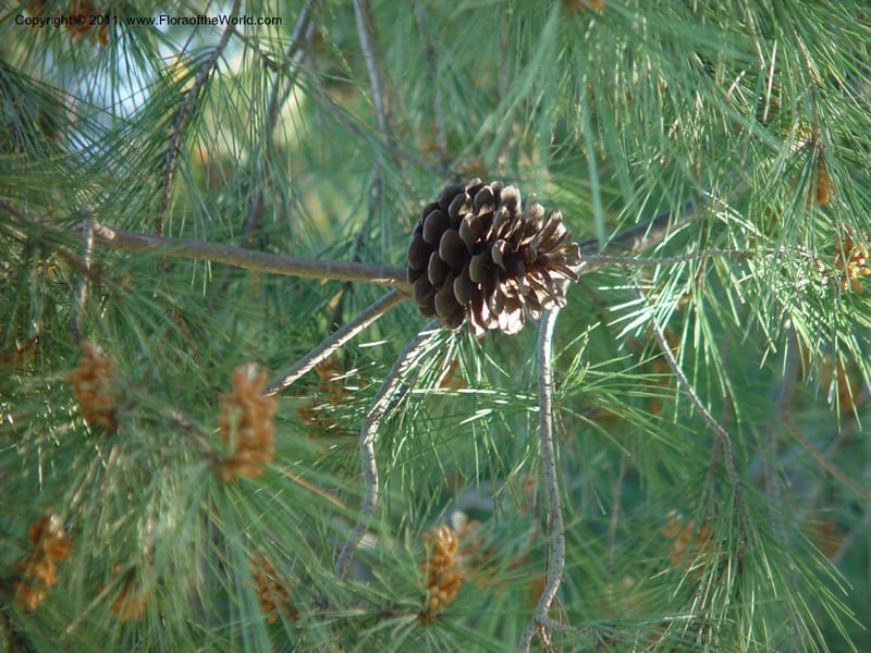 Mature seed cone on branch among needle foliage