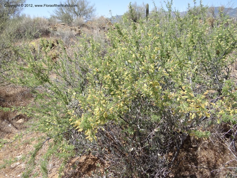 Acacia greggii, Davidson, C 11931--AZ. Yavapai Co. Crown King Rd. 7 May 2012.  (15).JPG