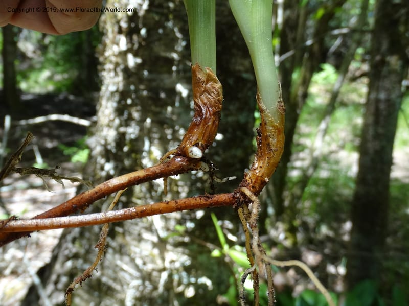 Clintonia borealis, Davidson, C 13070--North Carolina. Trans. Co. Devils Courthhouse. 21 May 2015. DSC07059 (31).JPG