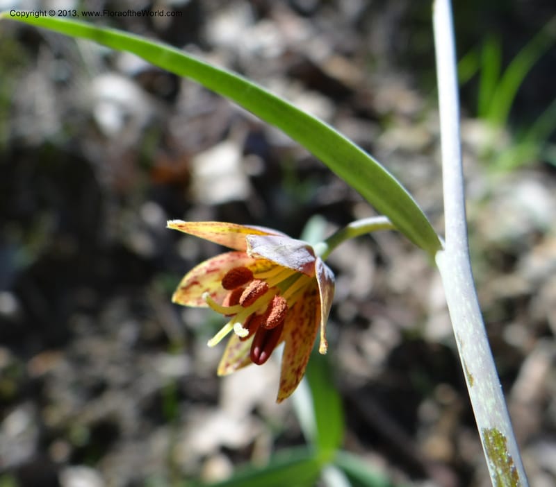 Fritillaria atropurpurea, Davidson, C 12131--USA, California, Nevada Co. 19 Apr 2013  0079 (22).JPG