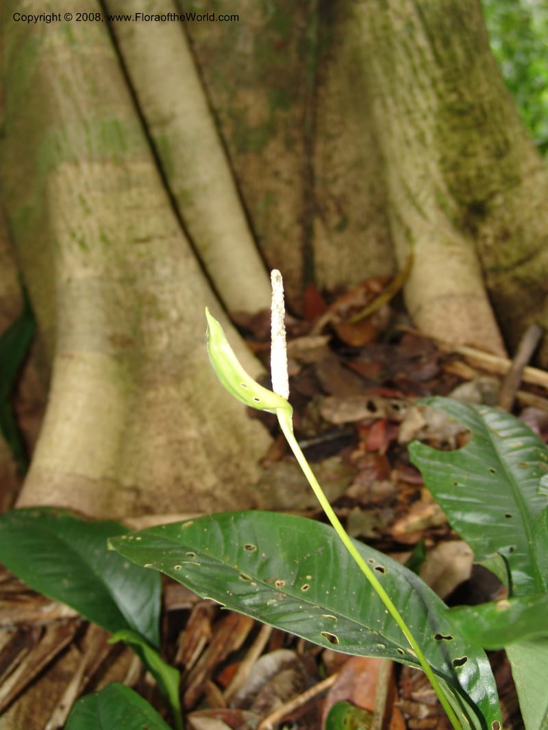 Anthurium oxycarpum, AAraujoM3111--Bolivia. Pq. Nal. Madidi. Chalalan, Send. Jaguar. 25 Sep 06. 209.jpg