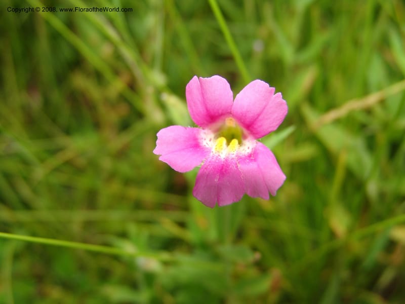 Mimulus lewisii, CDavidson11112--ID. Adams Co. For. Serv. Rd. 453, to Goose Lk. 20 Jul 07. 117.jpg