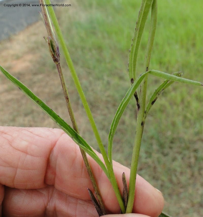 Buchnera longifolia, Stevens, W.D. 31036, Transchaco, 13 Mar 2011 0945 (13).JPG