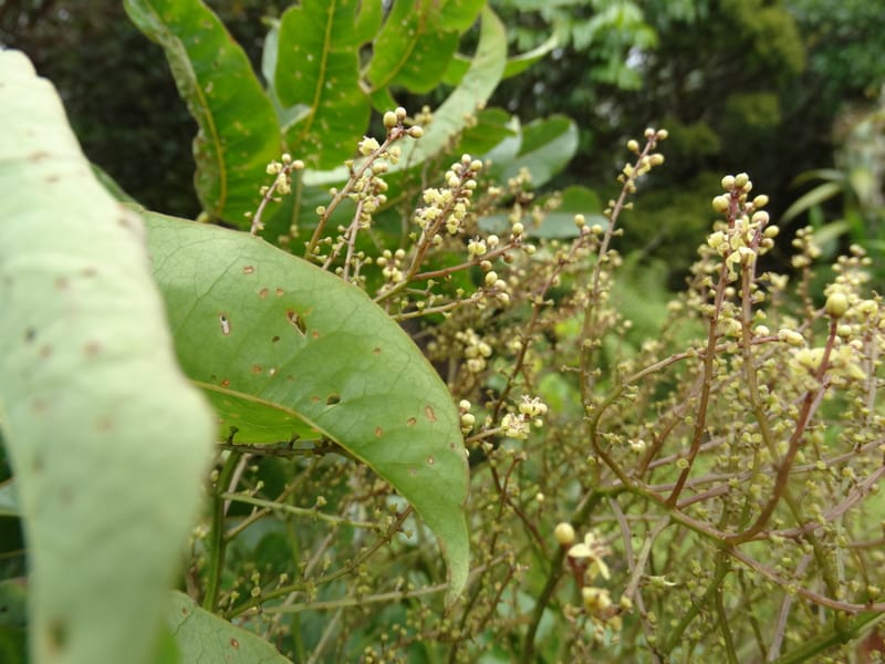 Polyscias joskei, Plunkett, G 3180--Fiji. Delaikoro Mtn. 3 Nov 2015. DSC08393 (278).JPG
