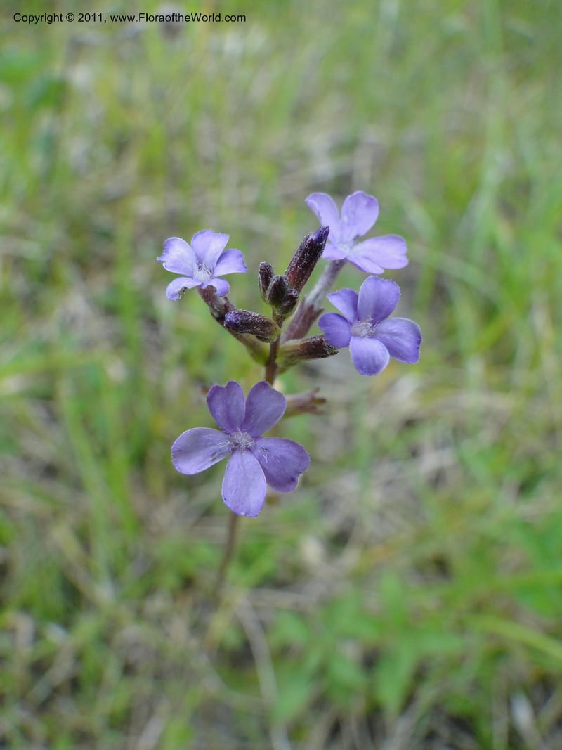 Buchnera americana, Mori, S 27419, USA, North Carolina, Jones County, Catfish Lake Road 10.5 miles from jct Hwy 58, E of Maysville, 23 May 2010 (1).JPG