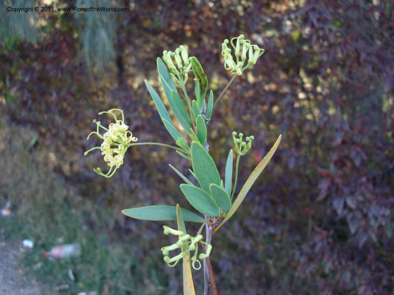Stenocarpus, Munzinger, J 4738--New Caledonia,  Prov du Nord, Mine de Poum, 12 Nov 2007,  (9).jpg