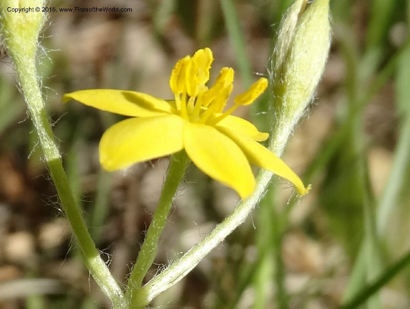 Hypoxis hirsuta, Davidson, C 12977--North Carolina. Clay Co. Buck Cr. 13 May 2015. DSC04619 (116).JPG