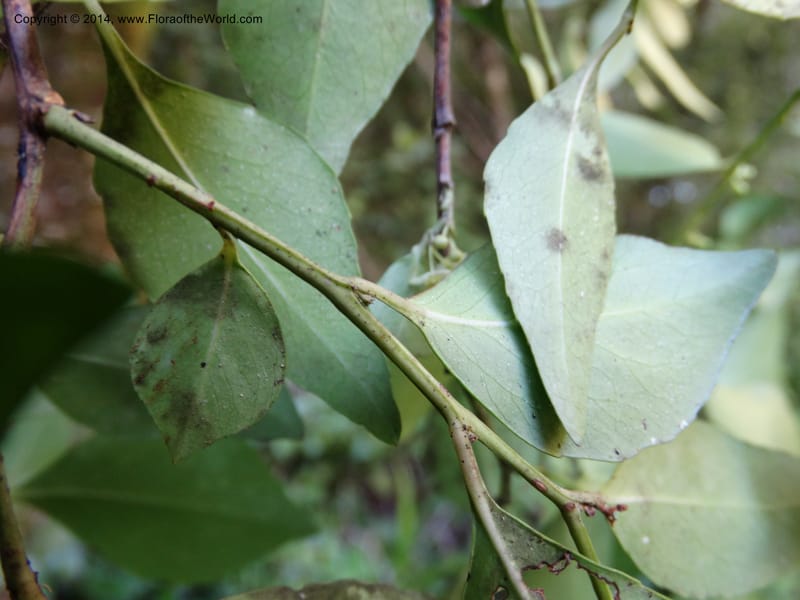 Maytenus acuminata, Davidson, C 12280--South Africa. Western Cape. Karatara River. 21 Jan 2014. DSC00950 (40).JPG