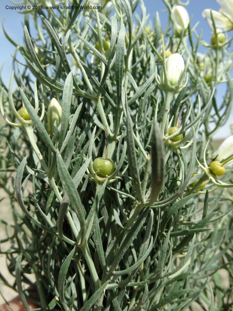Peganum harmala, Davidson, C 12436--Georgia (Caucasus). Kakheti Region. (Kiziki). Toward Vashlovani. 6 Jun 2014. DSC07328 (485).JPG