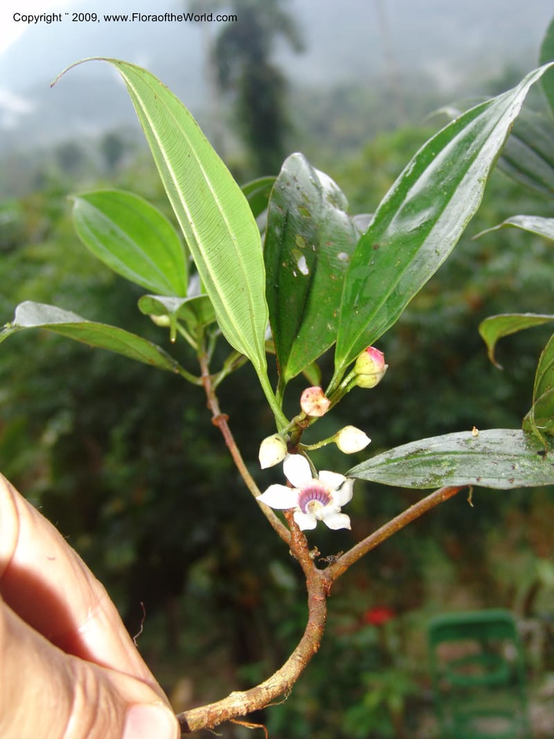 Blakea, TCroat98607--Ecuador. Prov. Zamora Ch. Rio Nangaritza ca Las Orquideas. 15 Sep 07. 356.jpg