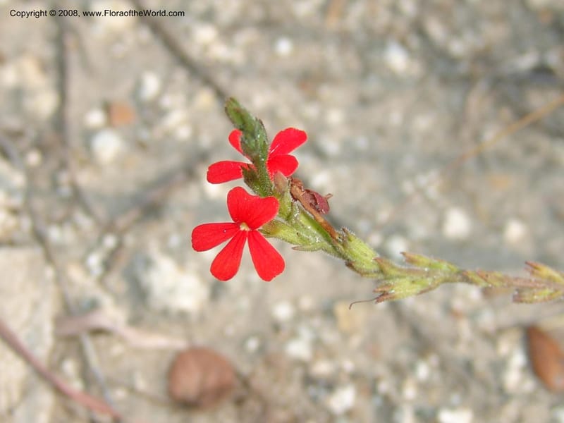 Striga elegans--So.Africa. Mpumal. R577 N of Lydenburg. 16 Mch 05. 093.jpg
