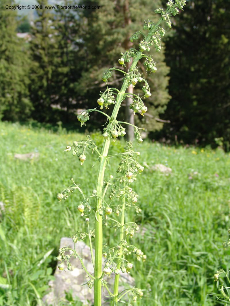 Scrophularia orientalis--Georgia. Bakuriani Botanical Garden. 7 Jun 05. 164.jpg