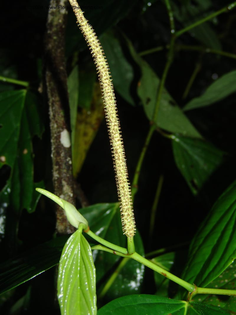 Piper crassinervium, AAraujoM1186--Bolivia. Pq. N. Madidi. Rio Tuichi, Rudidi Cr. 28 Nov 04. 180.jpg