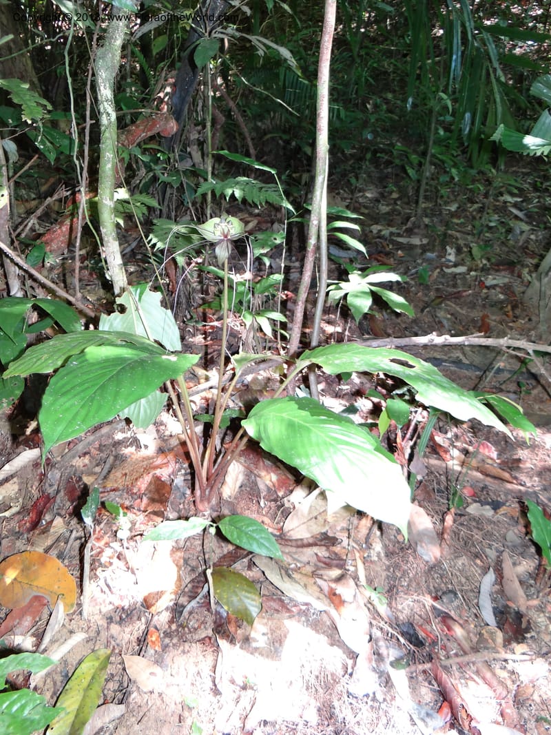 Tacca, VC 5596--Thailand. Ranong Prov. Klong Naka Wildlife Sanctuary. 14 Nov 2012. DSC09055 (152).JPG