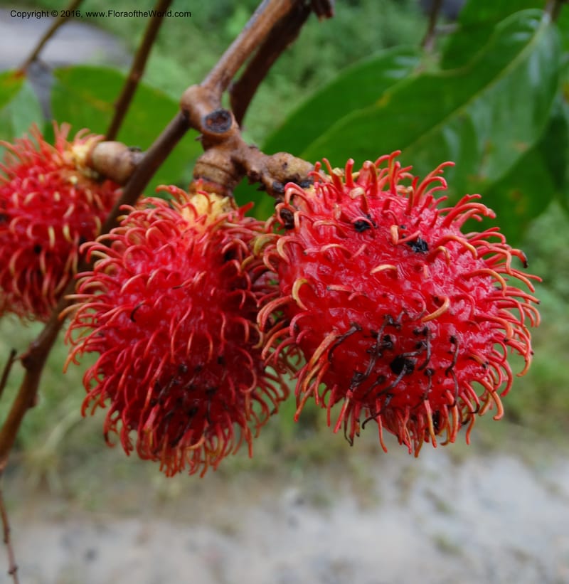 Lepisanthes, Buerki, S 368--Sabah. Sg. Mokodou. 12 Oct 2014. DSC04629 (44).JPG