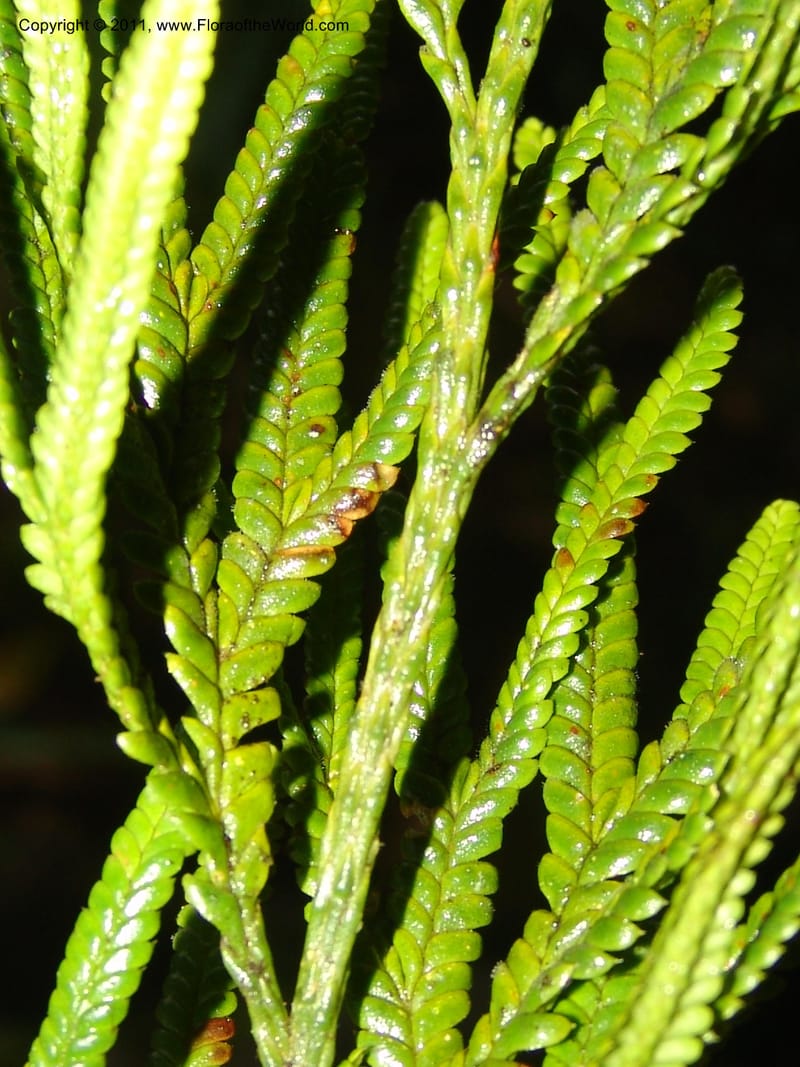 Lycopodium, M. Asanza N. 1994--Ecuador. Prov. Zam. Ch. Podocarpus N. Pk. 26 Sep 07. 151 (1).jpg