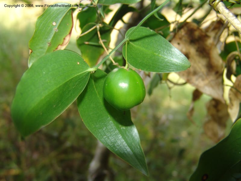 Behnia reticulata--So.Africa. Mpumal. Buffelskloof Private Nat. Res. 17 Mch 05. 257.jpg