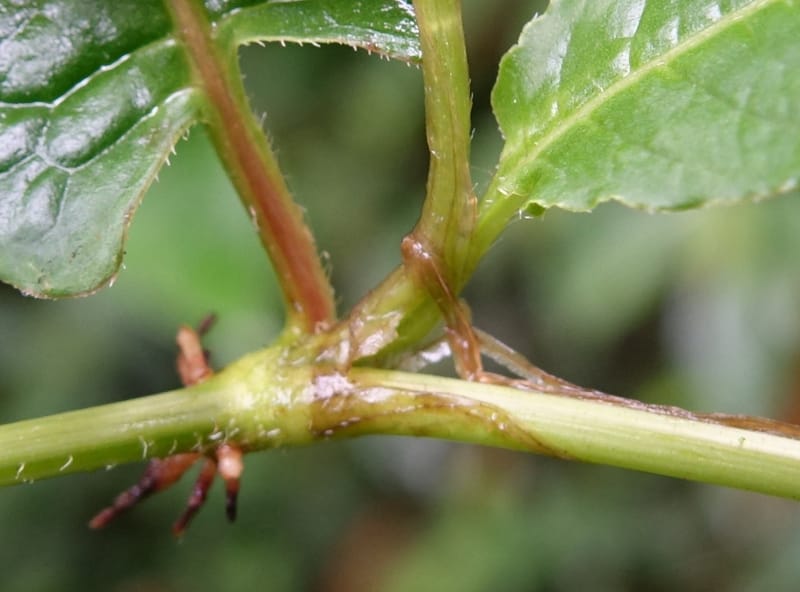 Polygonum chinense, Tseng Yu-Hsin 1336--Taiwan. Xitou Nature Education Area. Giant Tree Logging Rd. 22 May 2016. DSC03924 (74).JPG