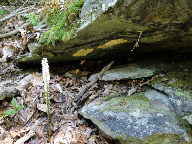 Galax aphylla, Mori, S 27456, USA, North Carolina, Stokes County, Hall Rd, 1.1 mile W of junction with Moores Springs Rd., 26 May 2010 (15).JPG