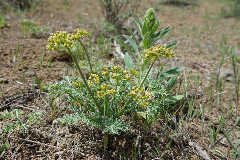 Cymopterus glaucus, C. Davidson 13559--ID. Blaine Co. Rock Creek Preserve. TNC. 14 May 2017. DSC00477 (38).JPG