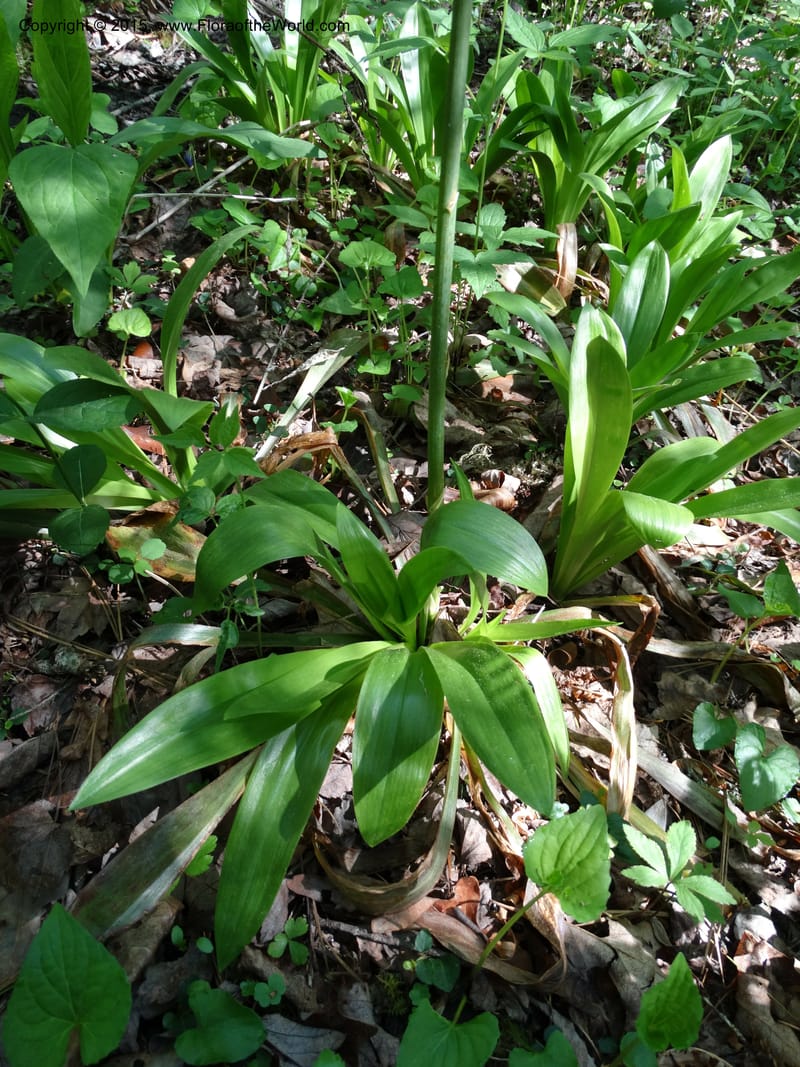 Helonias bullata, Not collected--North Carolina. Trans. Co. W Cradle of For. 11 May 2015. DSC03837 (110).JPG