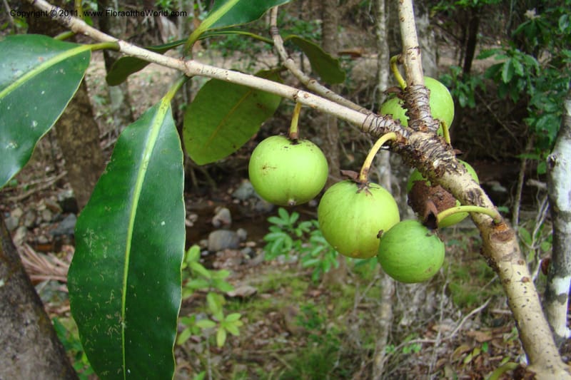 Mammea, M. Callmander 768--New Caledonia. Upper Tene River Valley. 19 Jan 2010. 377 (85).jpg