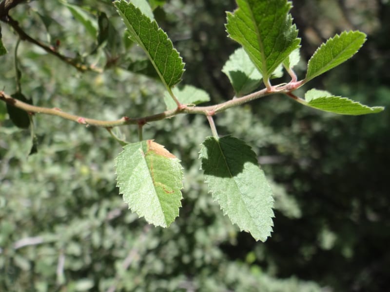 Prunus amygdalus--Iraq. Kurdistan. Shakh-i-Pira Magrun. 24 May 2013. DSC05074 (31).JPG