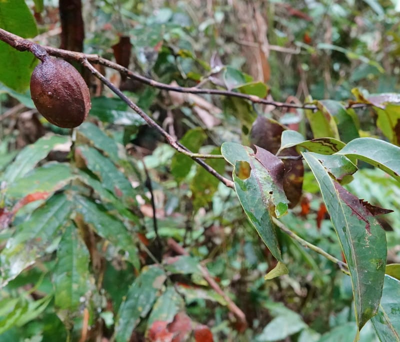 Staudtia gabonensis, C. Davidson 13939--Gabon. Maurel & Prom Oil Rd. 2 Nov. 2018. DSC01376 (257).JPG