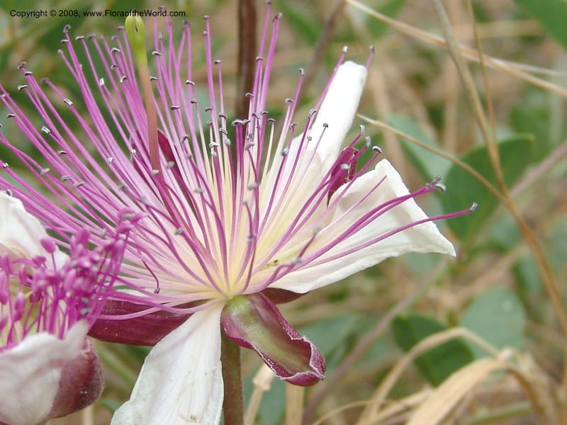 Capparis sicula ssp sicula--Crete. Btwn Almerida and Kalives. 26 May 05. 004.jpg