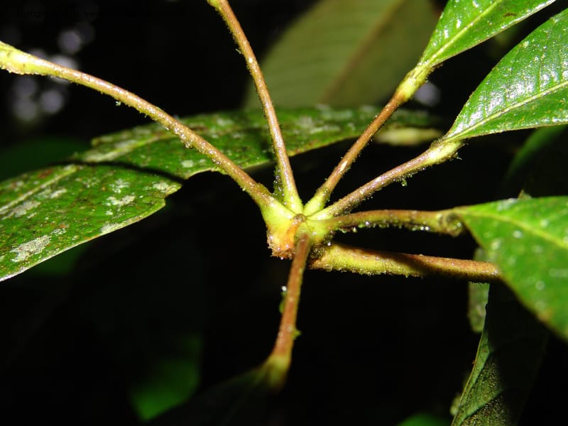 Schefflera lasiogyne, Croat 95708--Ecuador. Maquipucuna Biol. Res. Send. Princip. 11 Mar 06. 046 (9).jpg