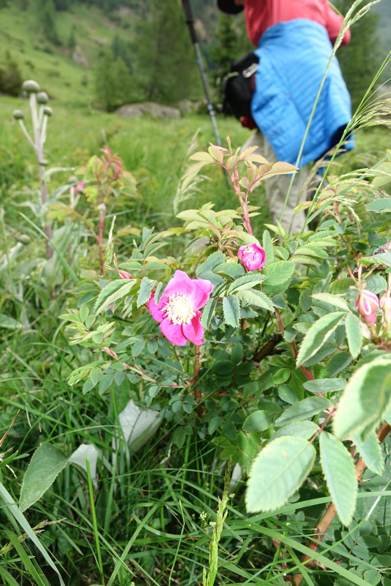 Rosa pendulina, Davidson, C 13265--Switzerland. Oberwald. Chapel St. Nikolas. 2 Jul 2016. DSC07728 (749).JPG