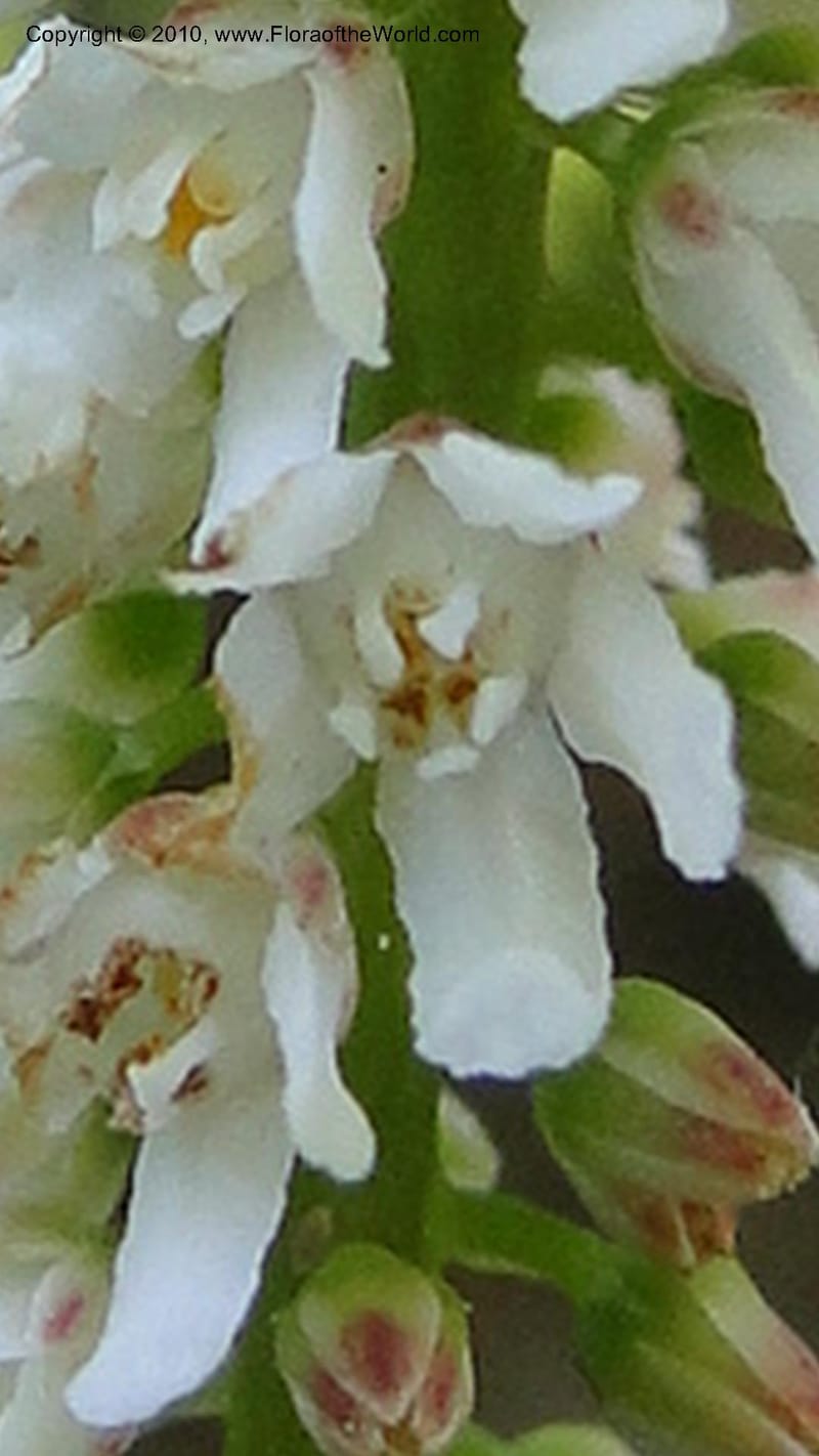 Galax aphylla, Mori 27456--North Carolina. Stokes Co. 26 May 2010. 088 (48).jpg